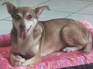 Cachorro raça SRD idade 6 ou mais anos nome FLORZINHA
