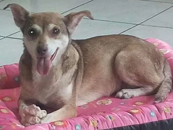 Cachorro ra a SRD idade 6 ou mais anos nome FLORZINHA