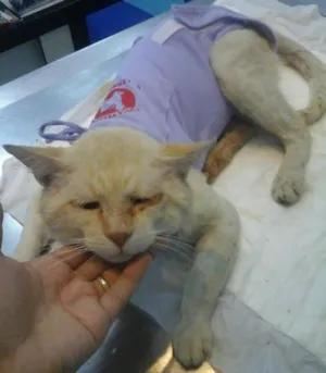 Gato raça Srd idade 1 ano nome Não tenho nome 