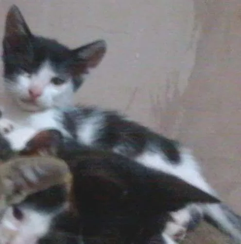 Gato ra a Vira lata idade Abaixo de 2 meses nome Filhotes