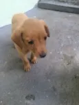 Tobi 