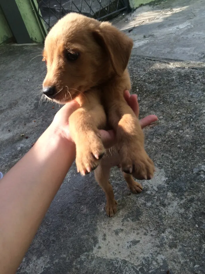 Cachorro ra a Vira lata  idade 2 a 6 meses nome Tobi 