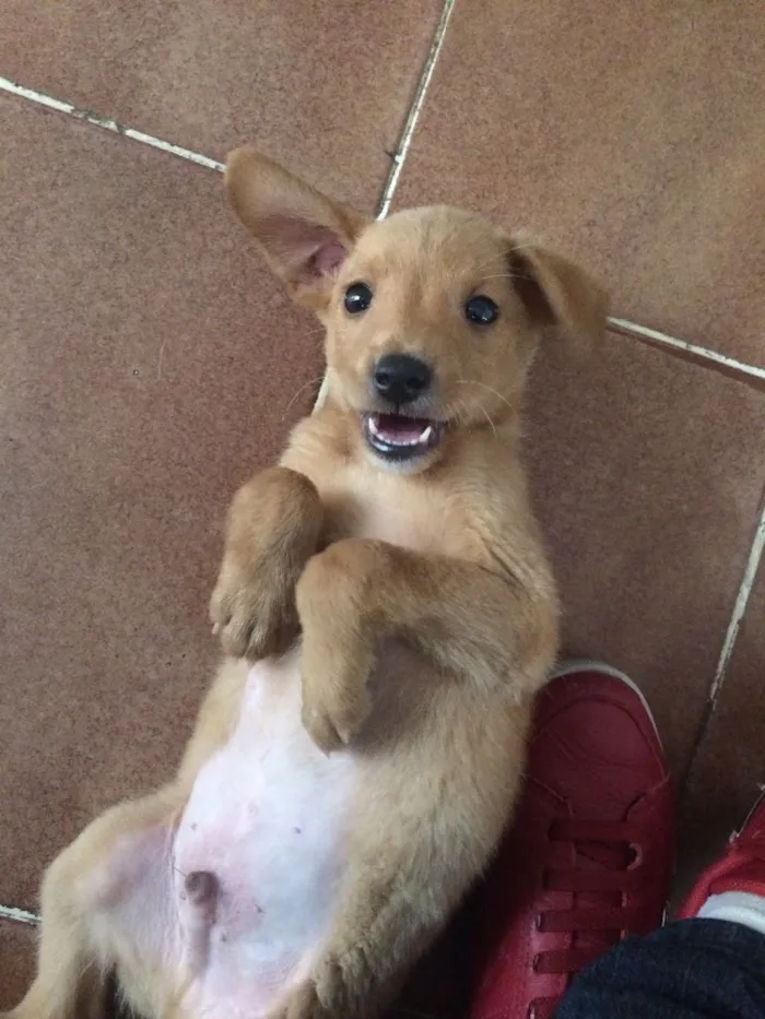 Cachorro ra a Vira lata  idade 2 a 6 meses nome Tobi 