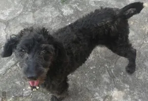 Cachorro raça Poodles idade 5 anos nome Sem nome 