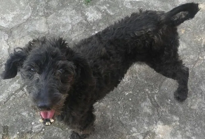 Cachorro ra a Poodles idade 5 anos nome Sem nome 