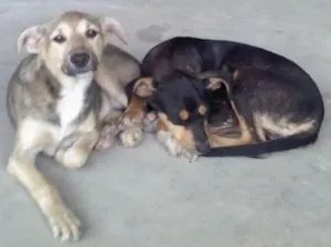 Cachorro raça Srd idade 1 ano nome Sem nome 