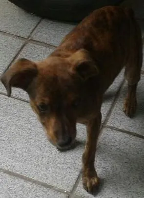 Cachorro raça Todas as raças  idade 1 ano nome Tigresa 
