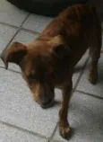 Tigresa