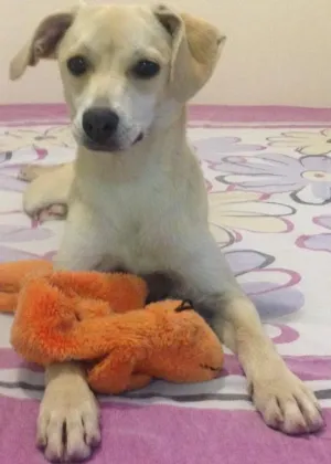Cachorro raça Indefinida idade 7 a 11 meses nome Belinha