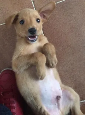 Cachorro raça Vira lata  idade 2 a 6 meses nome Tobi 