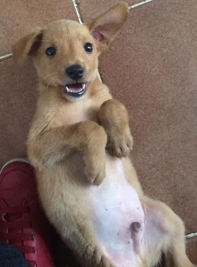 Cachorro ra a Vira lata  idade 2 a 6 meses nome Tobi 