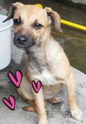 Cachorro raça SRD idade 2 a 6 meses nome Sem Nome