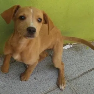 Cachorro raça Todas as raças  idade 7 a 11 meses nome nino