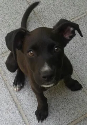 Cachorro raça Todas as raças  idade  nome branca 