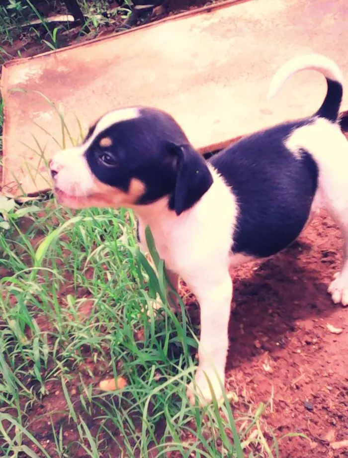 Cachorro ra a  idade Abaixo de 2 meses nome hulk