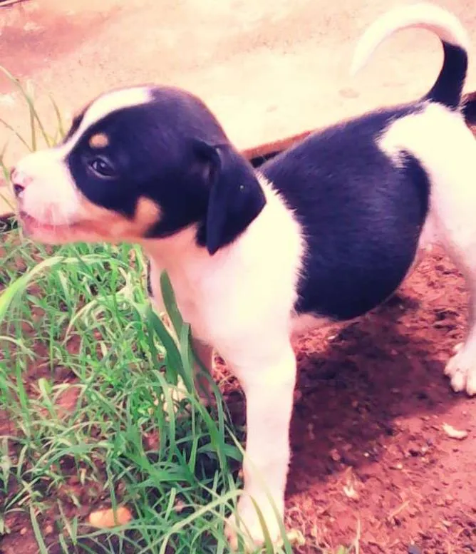 Cachorro ra a  idade Abaixo de 2 meses nome hulk