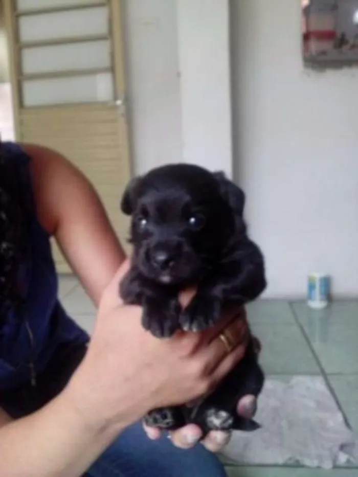 Cachorro ra a  idade Abaixo de 2 meses nome Madruguinha 