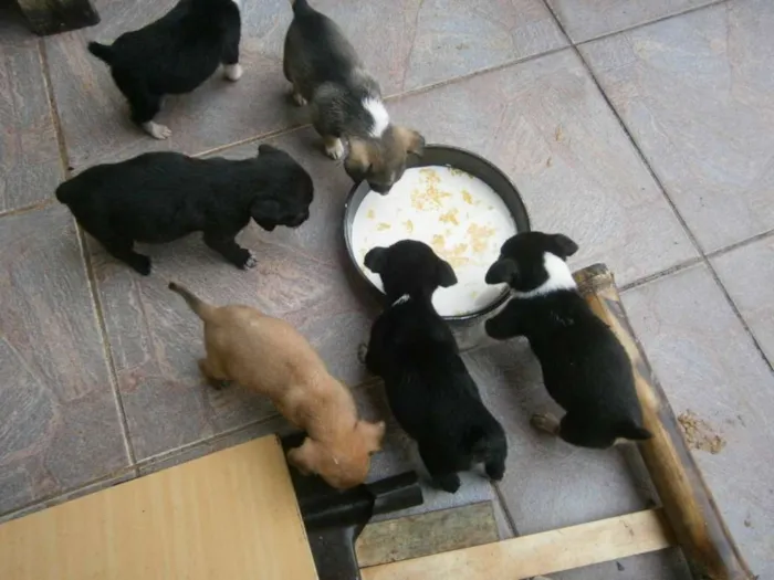 Cachorro raça indefinida idade Abaixo de 2 meses nome não possuem