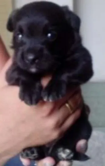 Cachorro ra a  idade Abaixo de 2 meses nome Madruguinha 