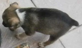 Cachorro raça indefinida idade Abaixo de 2 meses nome não possuem