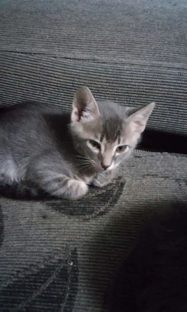 Gato raça NAO SEI idade 2 a 6 meses nome NAO POSSUI