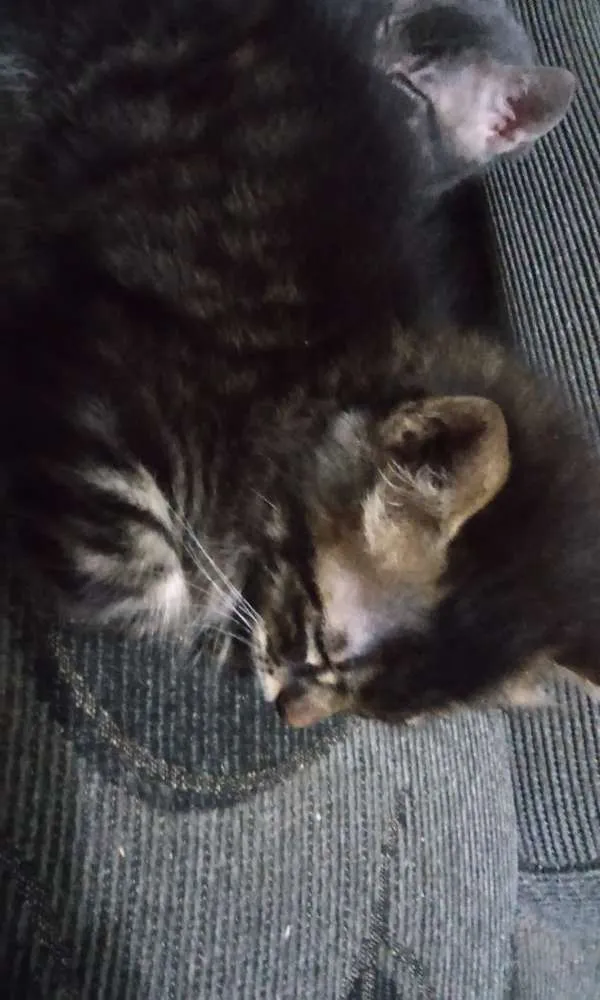Gato raça NAO SEI idade 2 a 6 meses nome NAO POSSUI