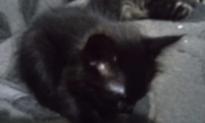 Gato raça NAO SEI idade 2 a 6 meses nome NAO POSSUI