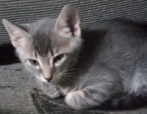 Gato raça NAO SEI idade 2 a 6 meses nome NAO POSSUI