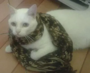 Gato raça vira lata idade 6 ou mais anos nome Branquinho Sr. Bigode