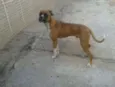 Bartô