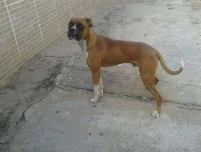 Cachorro ra a Boxer idade 1 ano nome Bartô