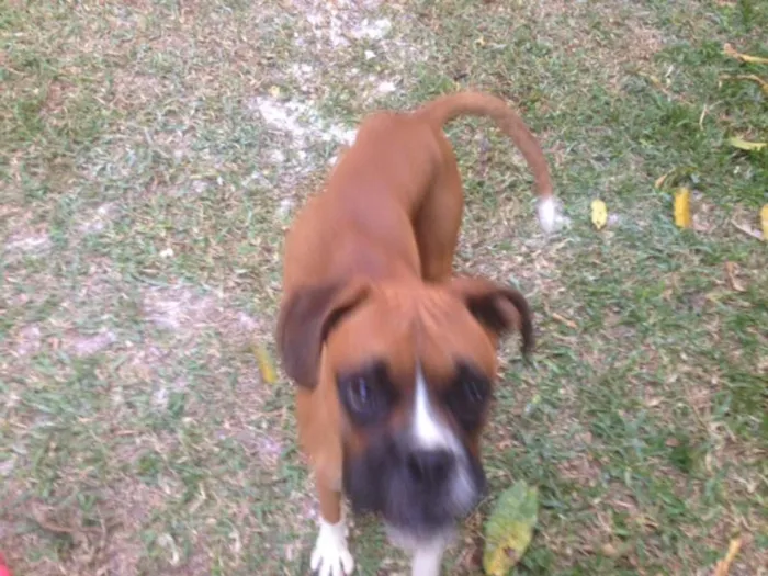 Cachorro ra a Boxer idade 1 ano nome Bartô