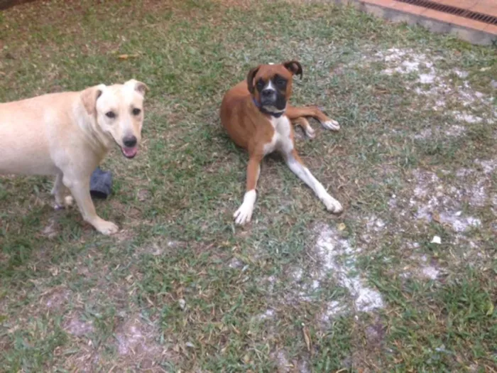 Cachorro ra a Boxer idade 1 ano nome Bartô