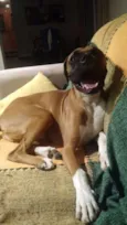 Bartô