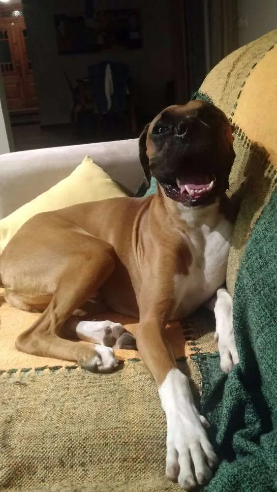 Cachorro ra a Boxer idade 1 ano nome Bartô