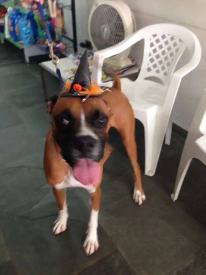Cachorro ra a Boxer idade 1 ano nome Bartô