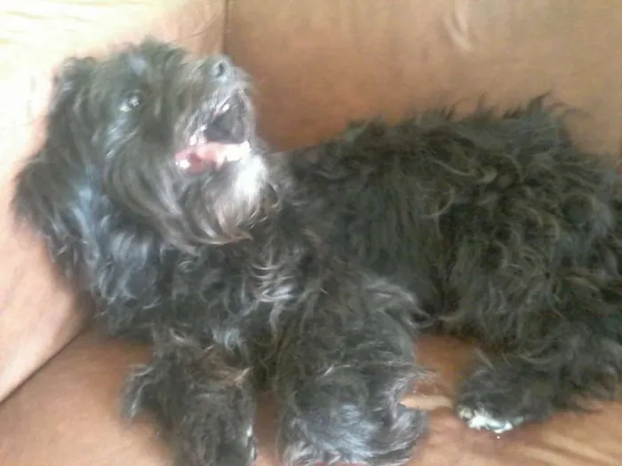 Cachorro raça vira lata com poodle idade 1 ano nome maylon