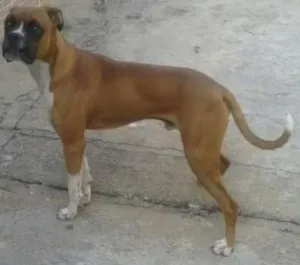 Cachorro raça Boxer idade 1 ano nome Bartô