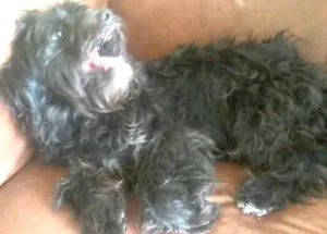 Cachorro raça vira lata com poodle idade 1 ano nome maylon