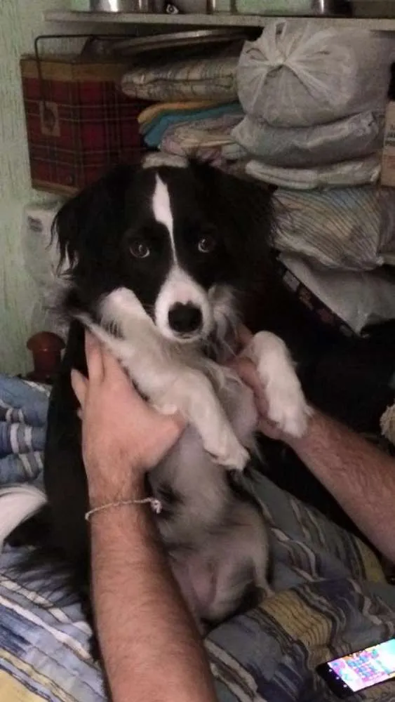 Cachorro ra a VIRA-LATA idade 2 anos nome LASSIE GRATIFICA