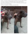 Rodolfo