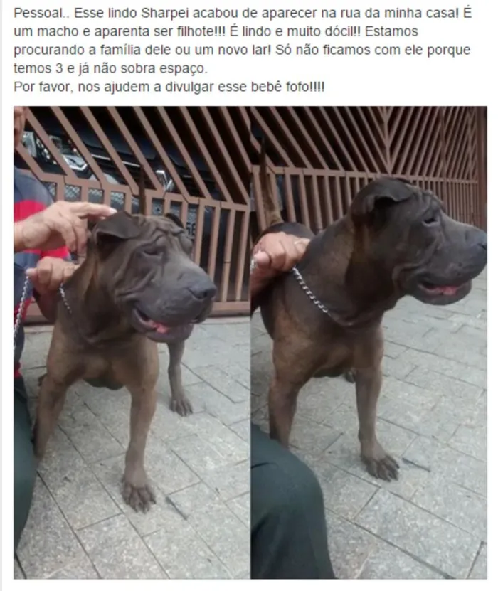 Cachorro ra a Shar Pei idade 1 ano nome Rodolfo
