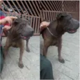 Rodolfo