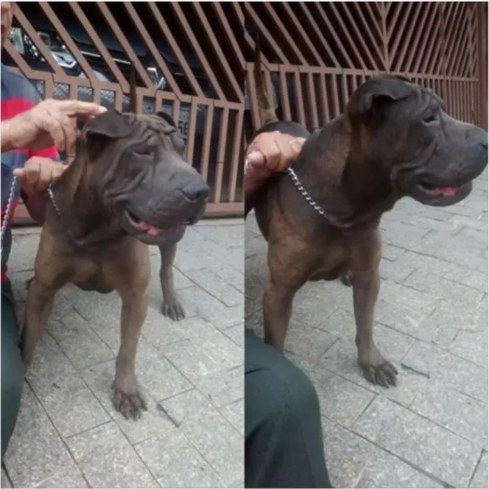 Cachorro ra a Shar Pei idade 1 ano nome Rodolfo