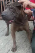 Rodolfo