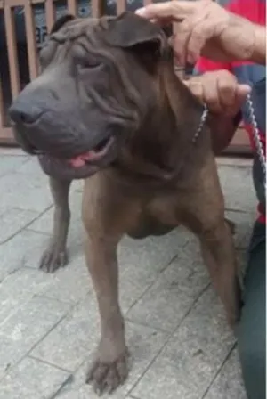 Cachorro raça Shar Pei idade 1 ano nome Rodolfo