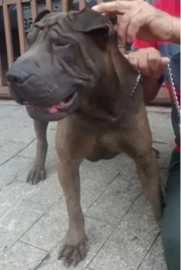 Cachorro ra a Shar Pei idade 1 ano nome Rodolfo