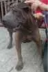 Cachorro raça Shar Pei idade 1 ano nome Rodolfo