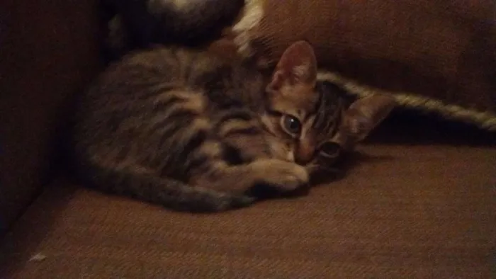 Gato ra a Srd idade 2 a 6 meses nome Gatinho