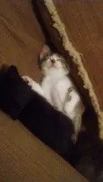 Gatinho